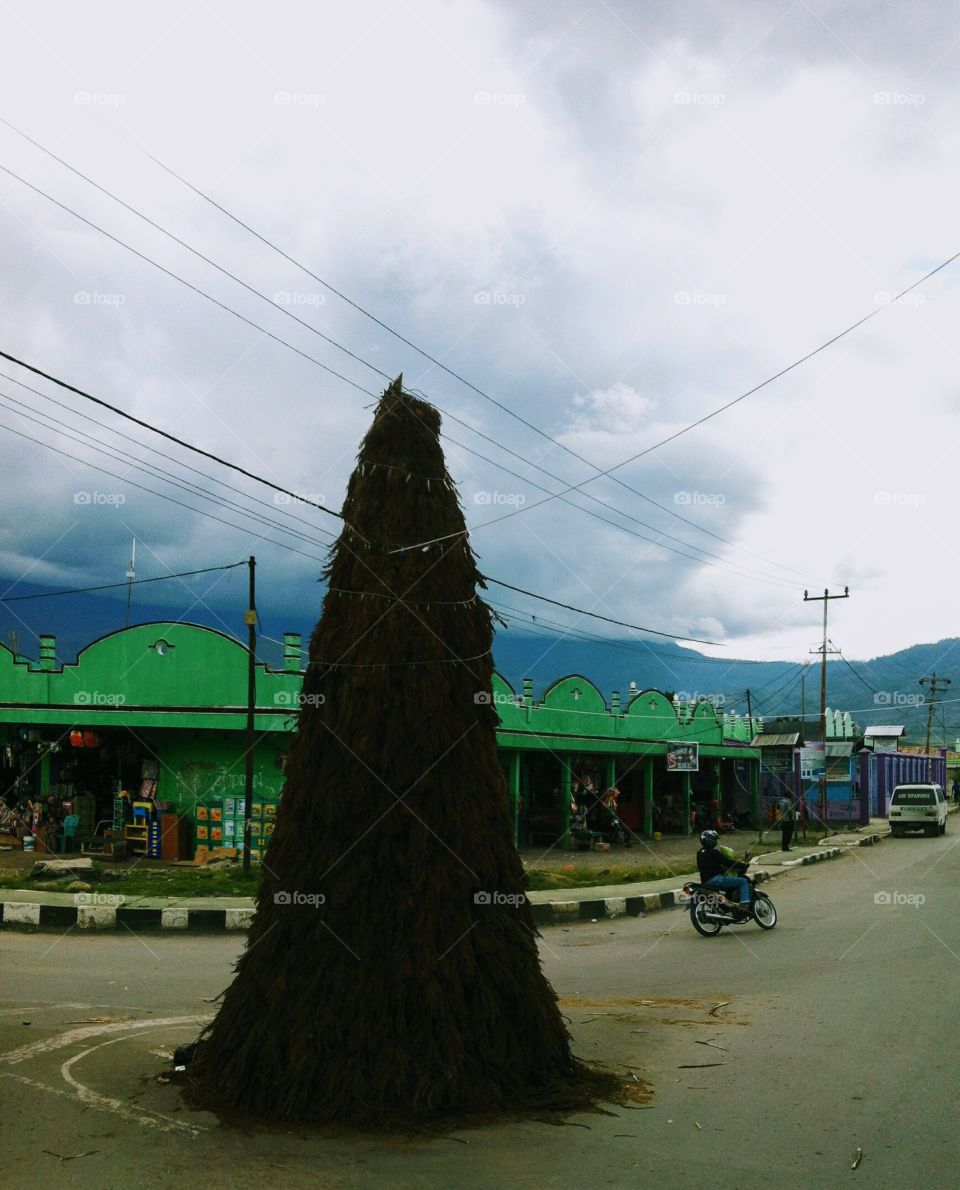 Papuan Christmas Tree