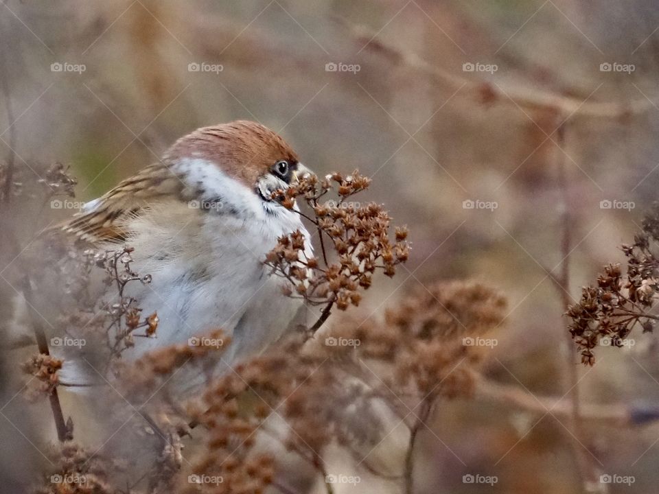 Sparrow