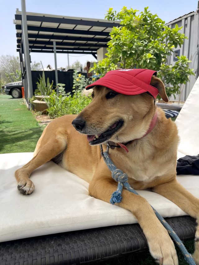 Simba enjoying the summer ☀️