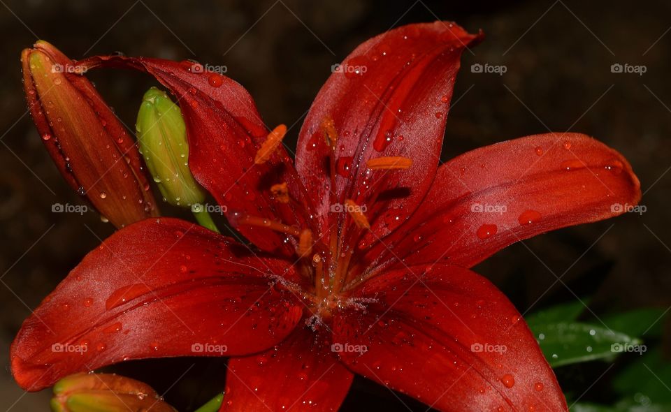 Nature at its best. Lovely African red Lily. This is a close up photo taken in our garden after a summer storm. 