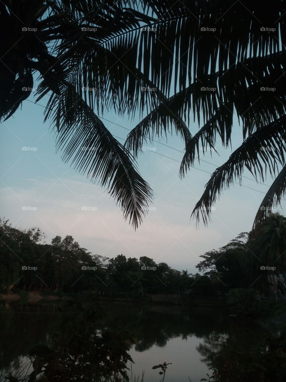 Evening view, nice moment, Coconut trees, beside the rivers. This picture captured with a fresh mind. Mind fresher.