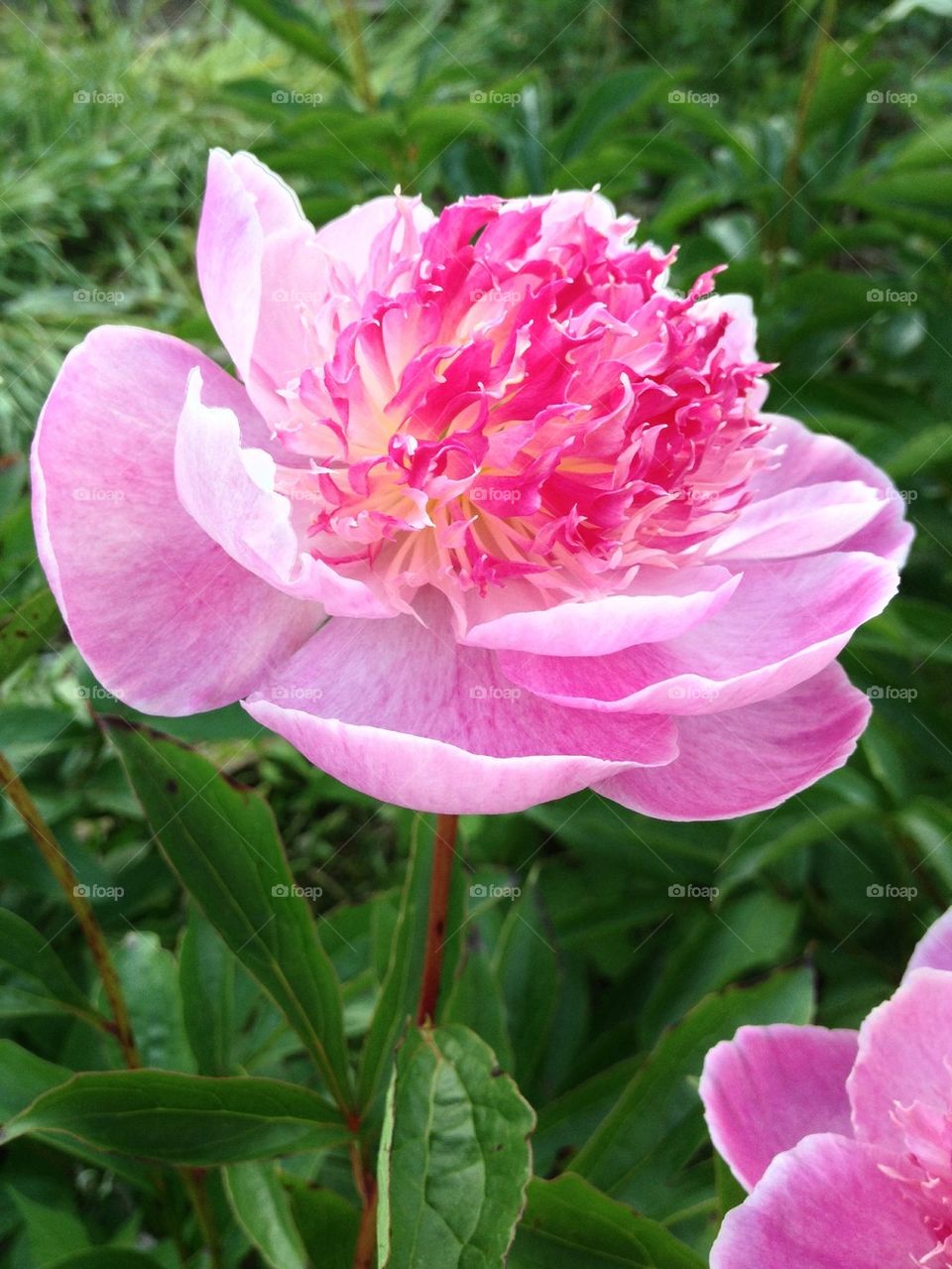Do Tell Peony flower