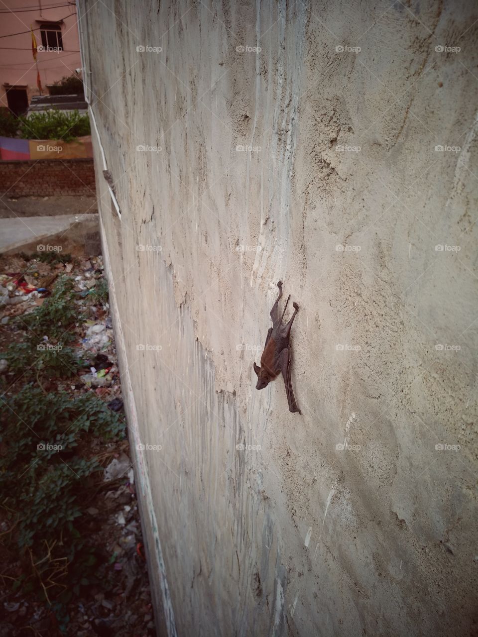 bat hanging on the wall in day light