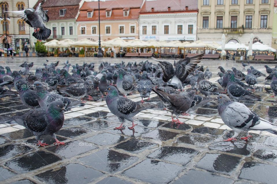 Urban nature: Wildlife