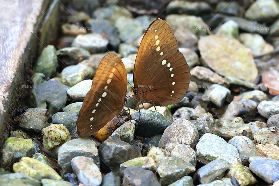 Beautiful and cute butterfly