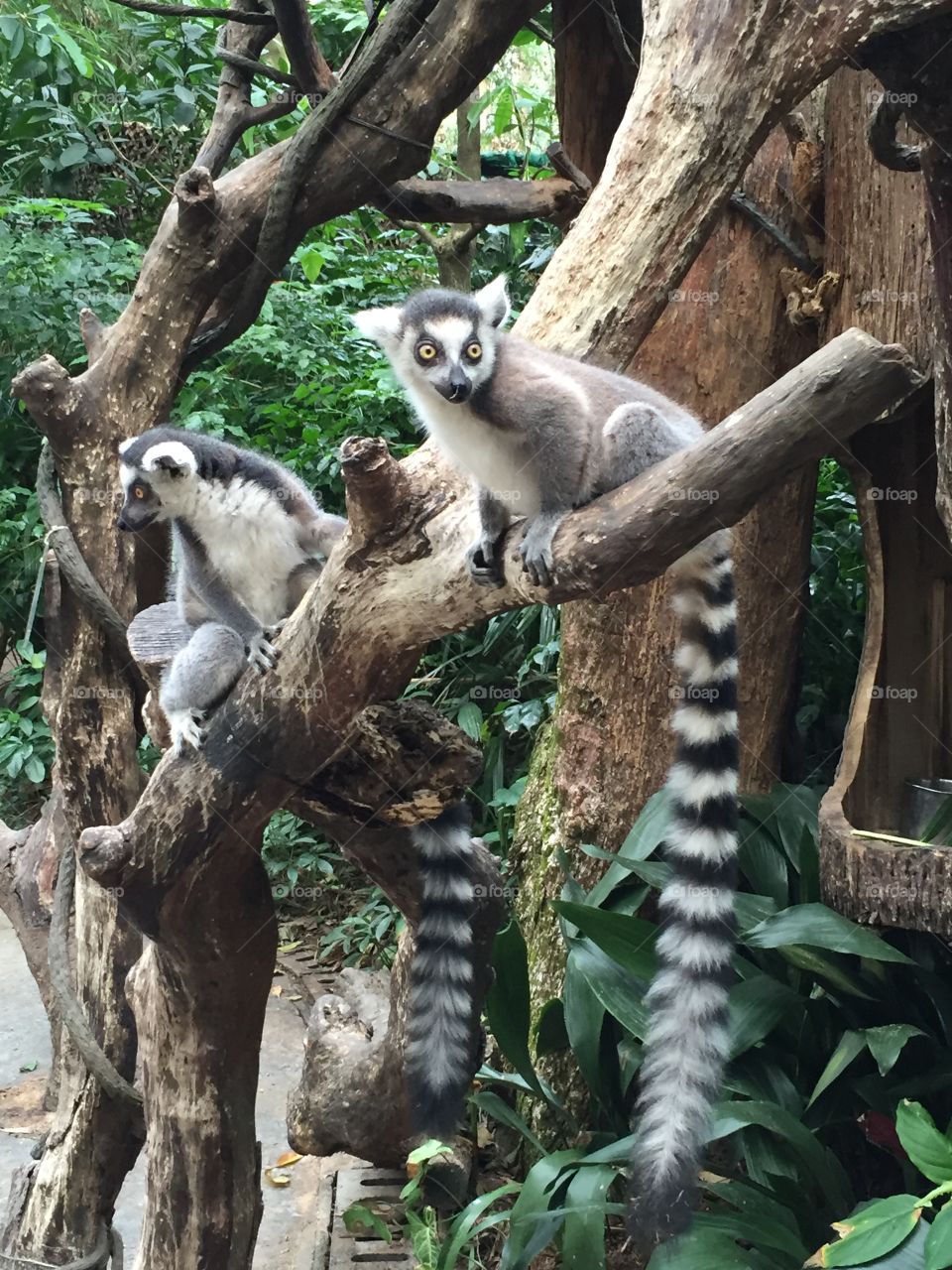 Leaping Lemurs 