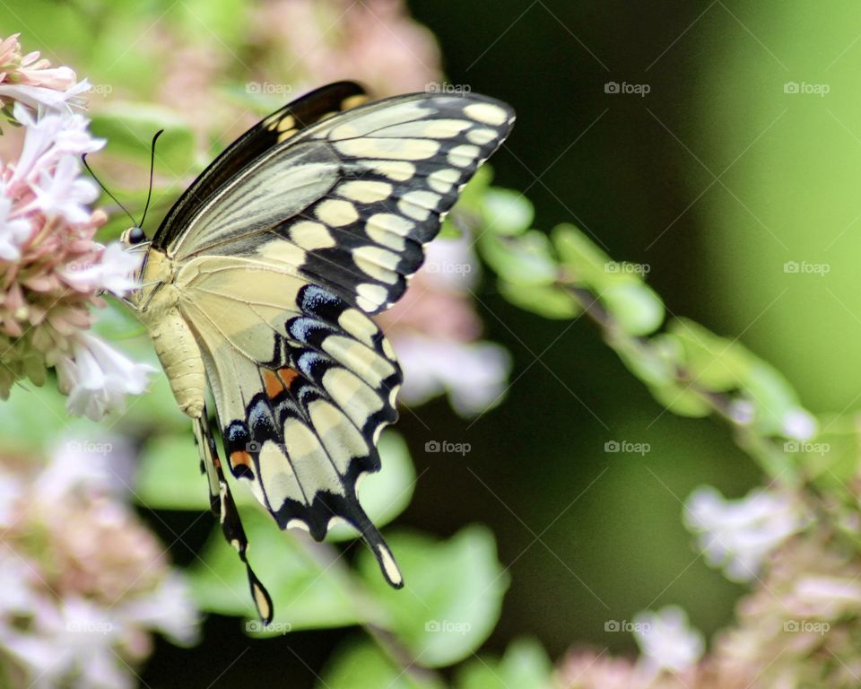 Spring butterfly found the early blossom 🦋