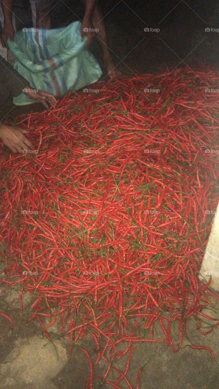 The process of sorting curly red chili