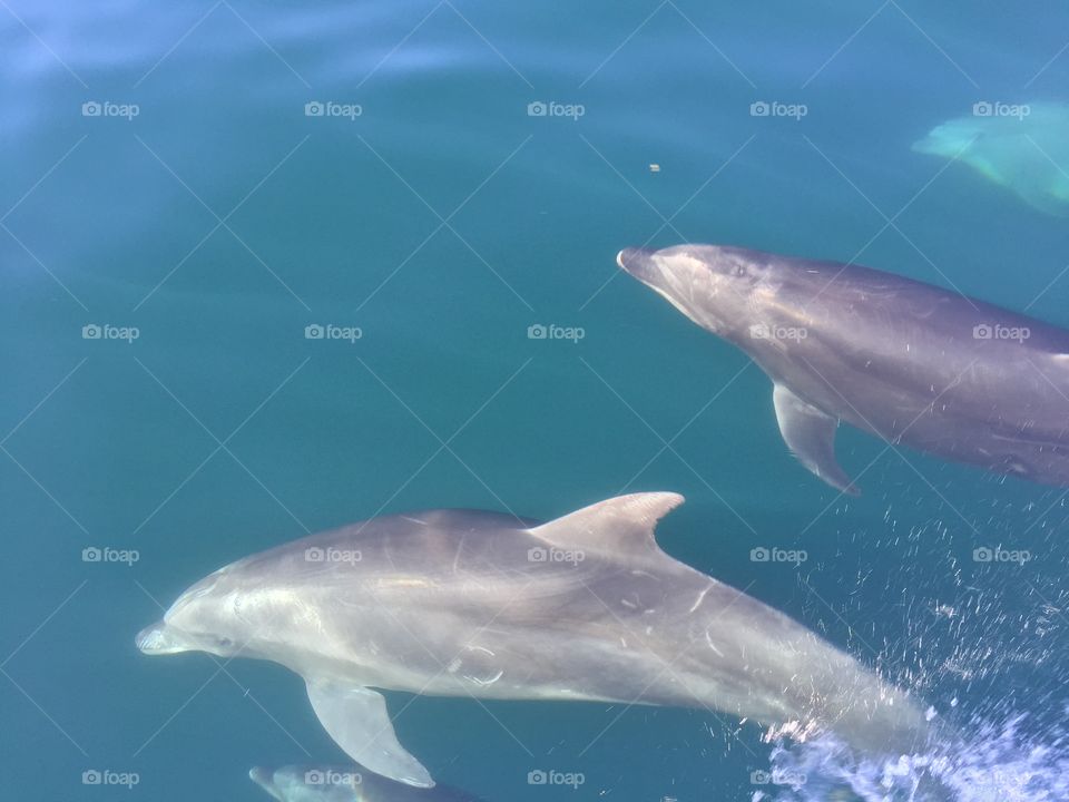 Dolphins together 