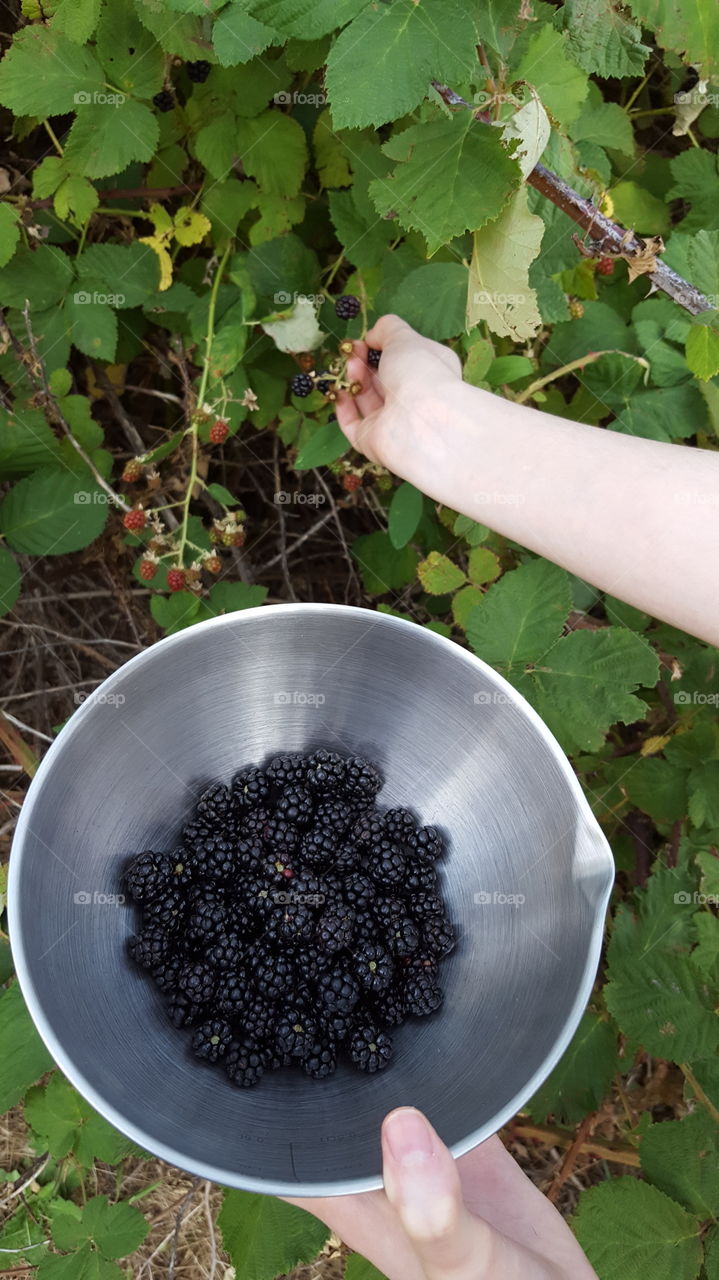 Picking Wild Blackberries. We have wild blackberry brushes all along our property. The thorns can be painful but the jam and blackberry cobbler is worth it.