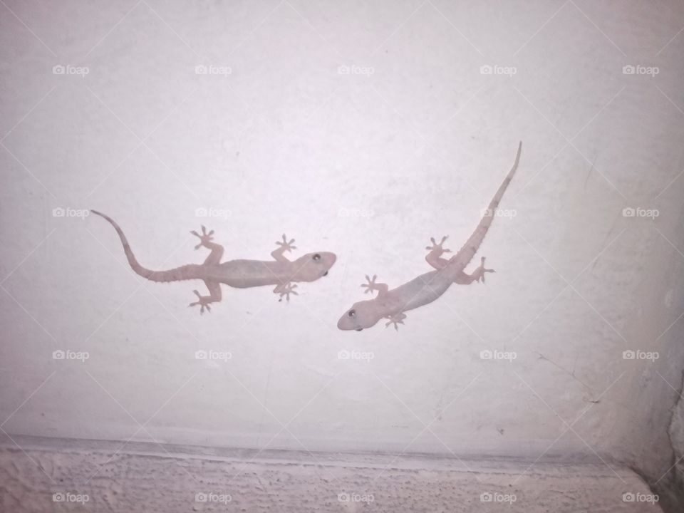 geckos are playing