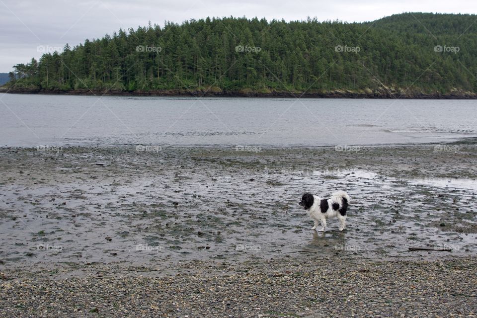 Dog at low tide 