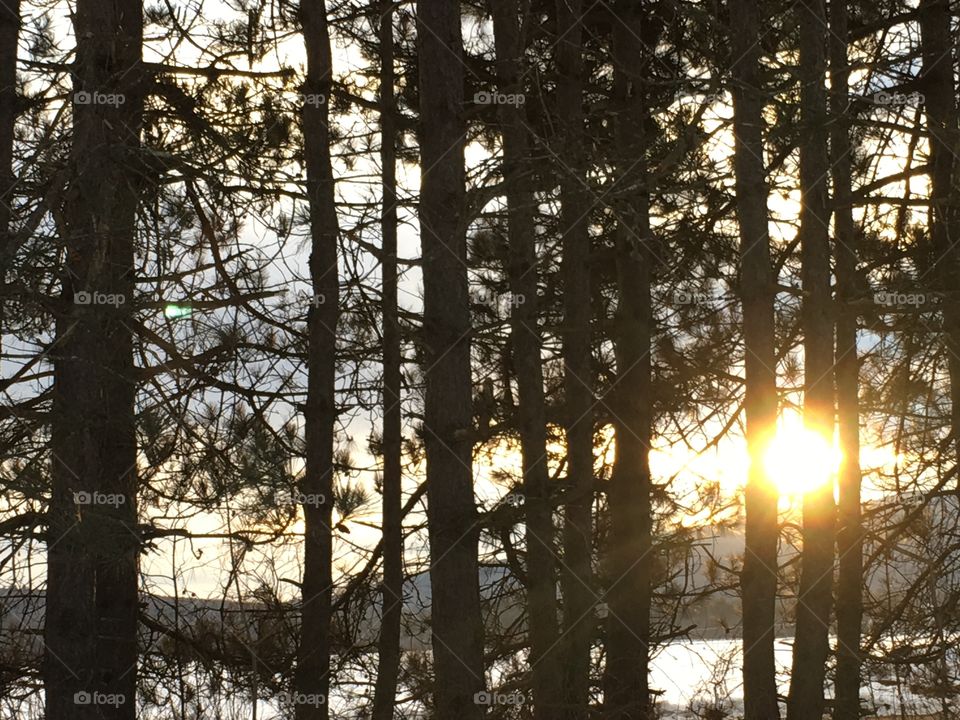 Sun through the trees