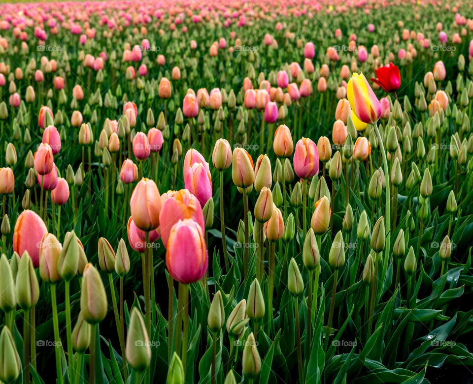Tulip fields. Took this on a outing with the kiddos