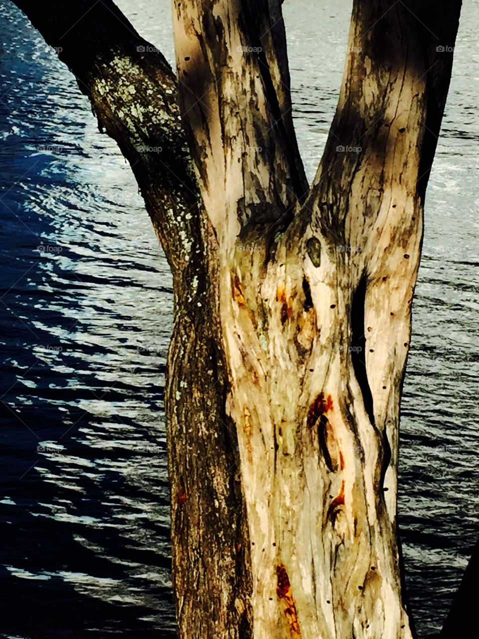 Intercostal driftwood. Driftwood on Florida iIntracoastal Waterway in Hollywood Beach