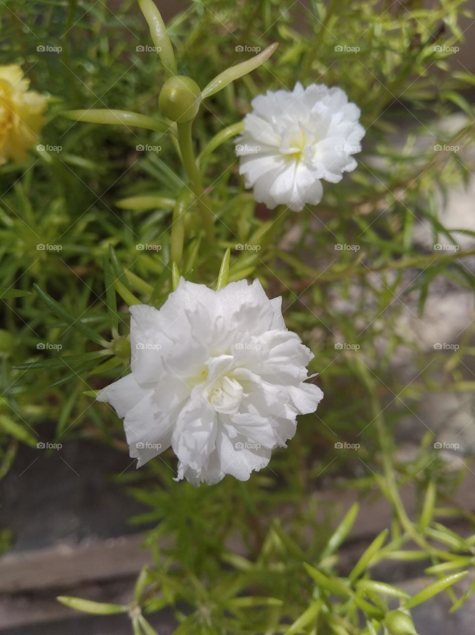 white flower seasonal fresh shrub small size looks very beautiful generally found everywhere