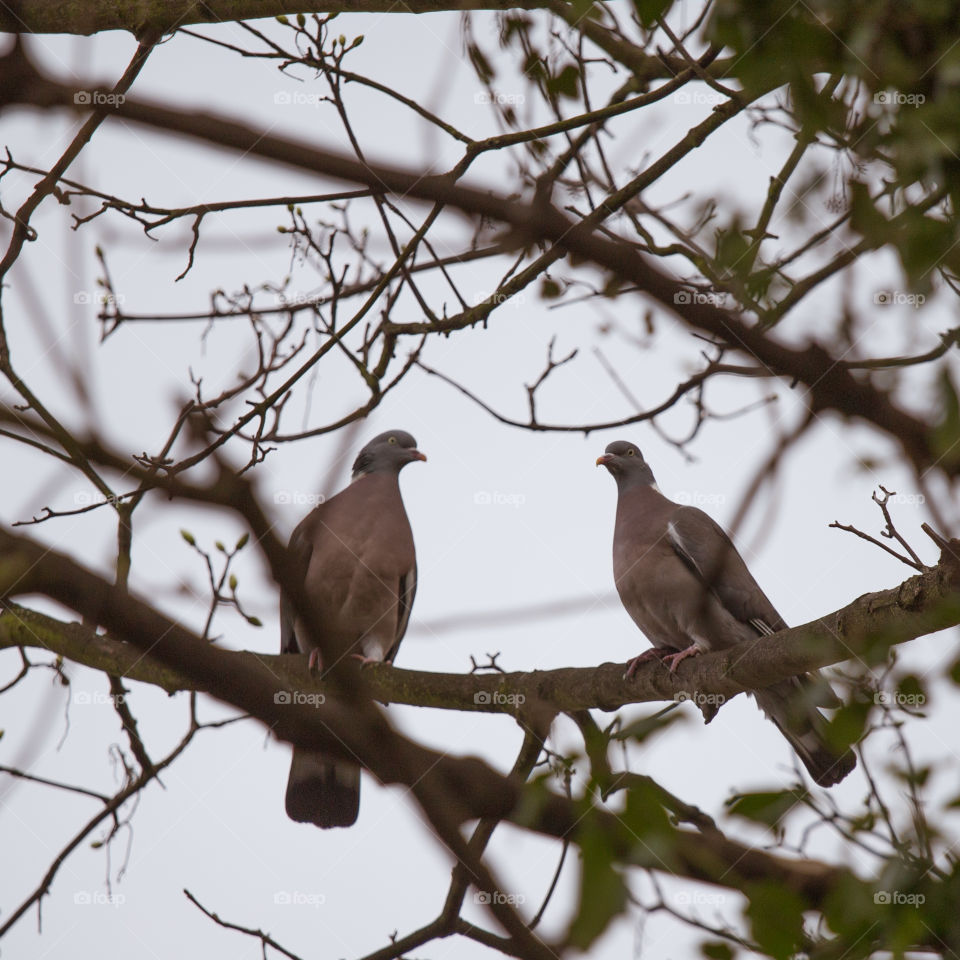 Wildlife, No Person, Nature, Bird, Tree