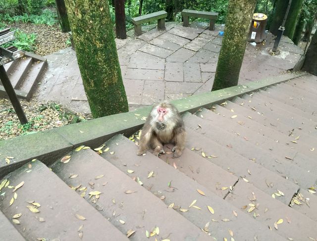 A old monkey 