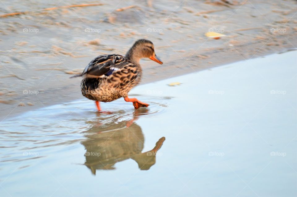 duck by the lake