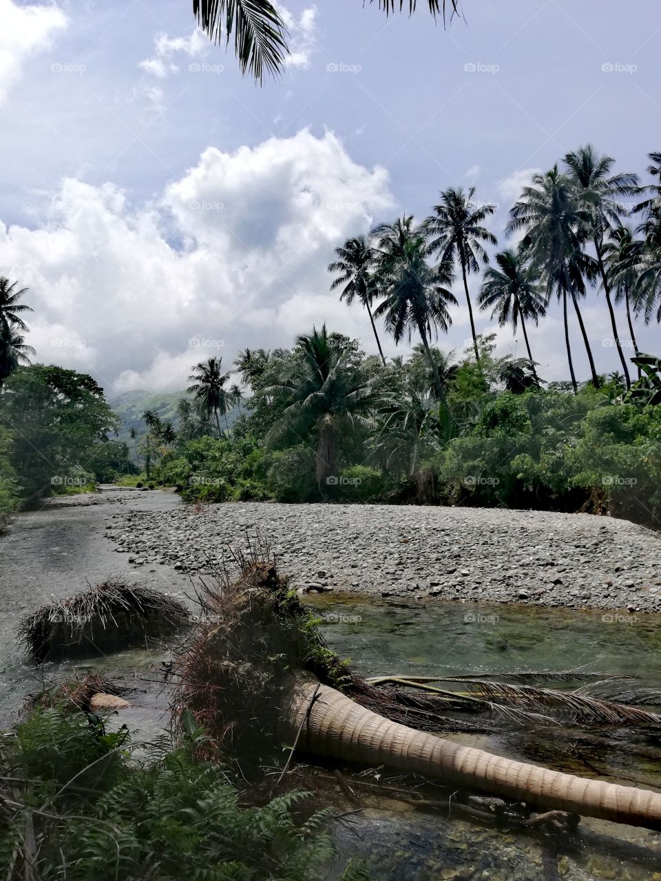 Exotic tropical scenery - river flowing through tropical countryside, fallen palm trees in river, on Mindoro, Island of Philippines