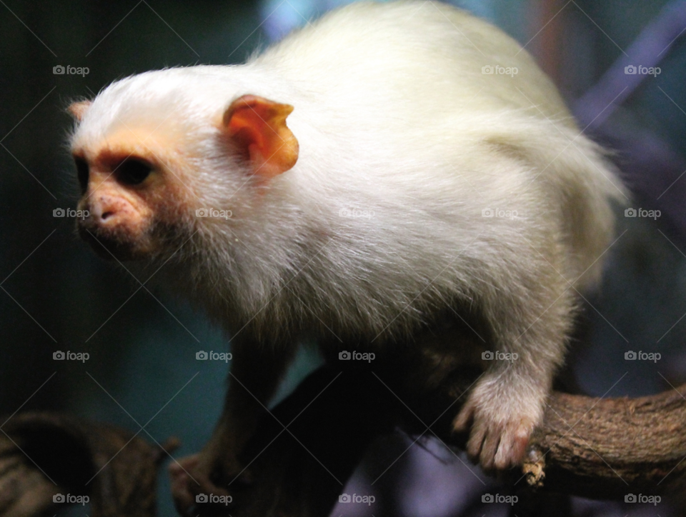 white cute zoo wild by Fotofleeby