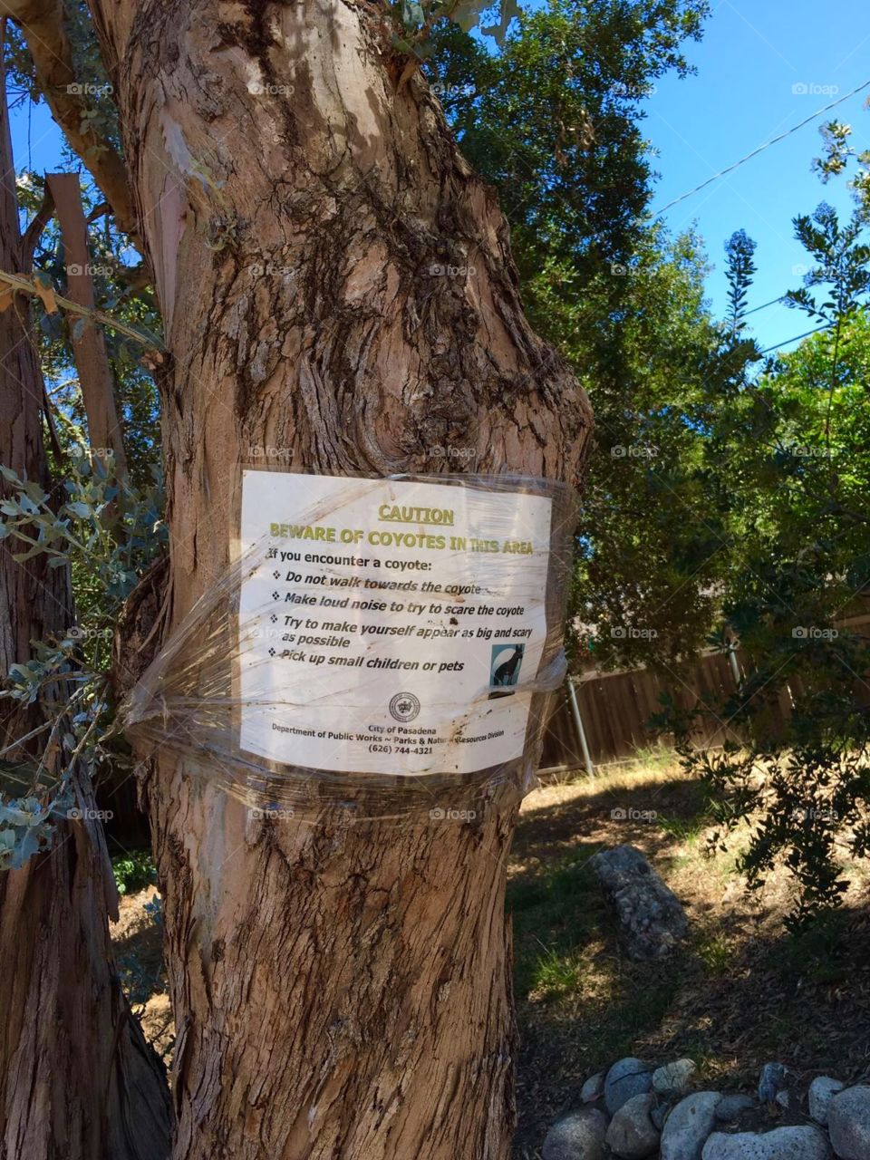 Wood, Tree, Nature, No Person, Outdoors
