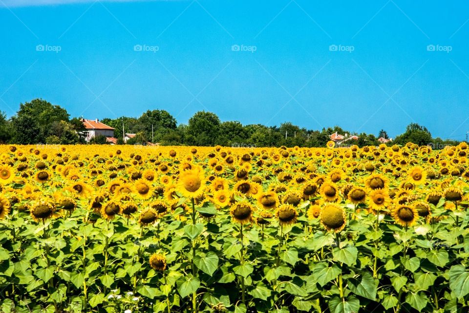 Sunflowers