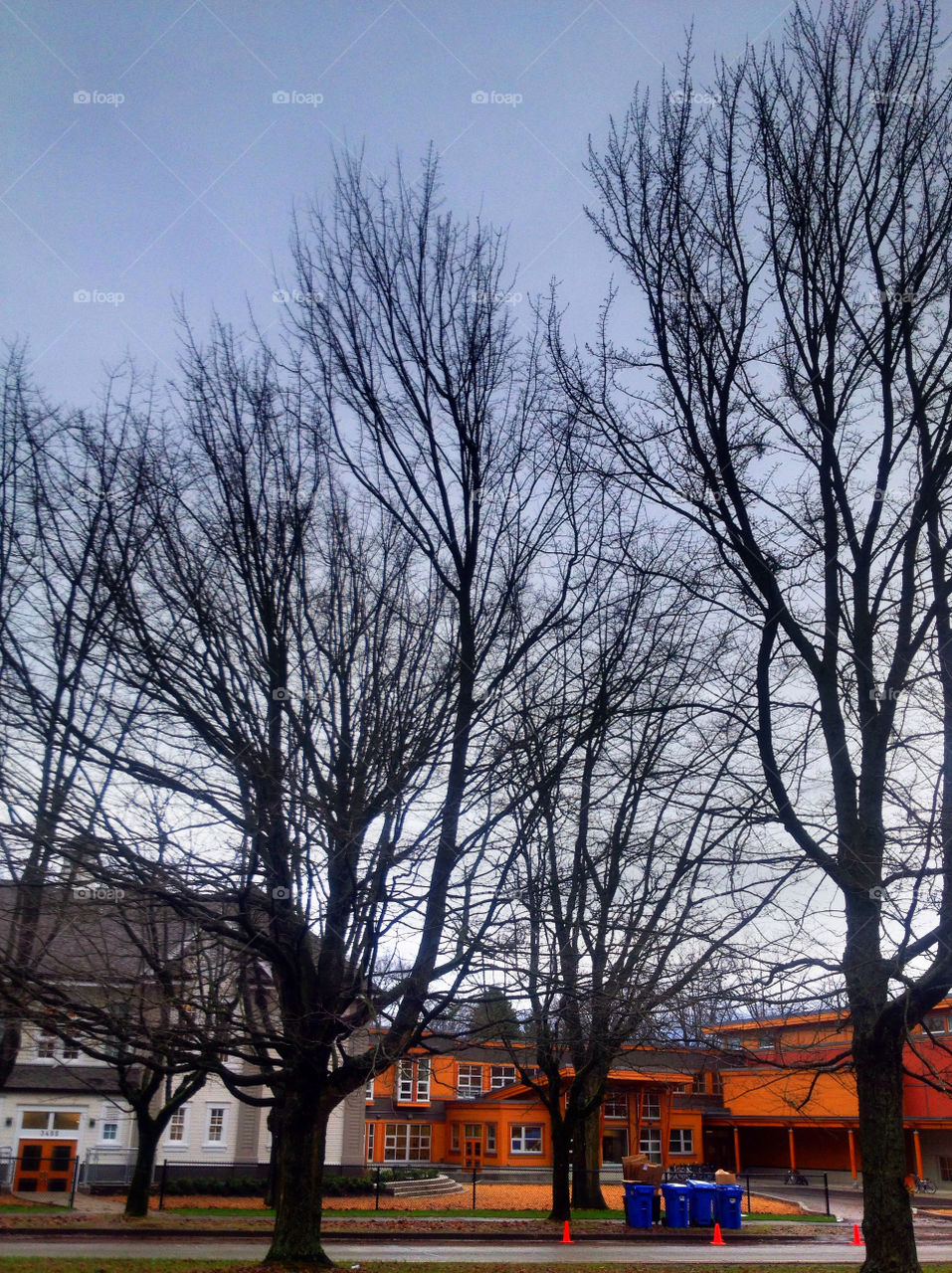 street trees fall school by tazmed