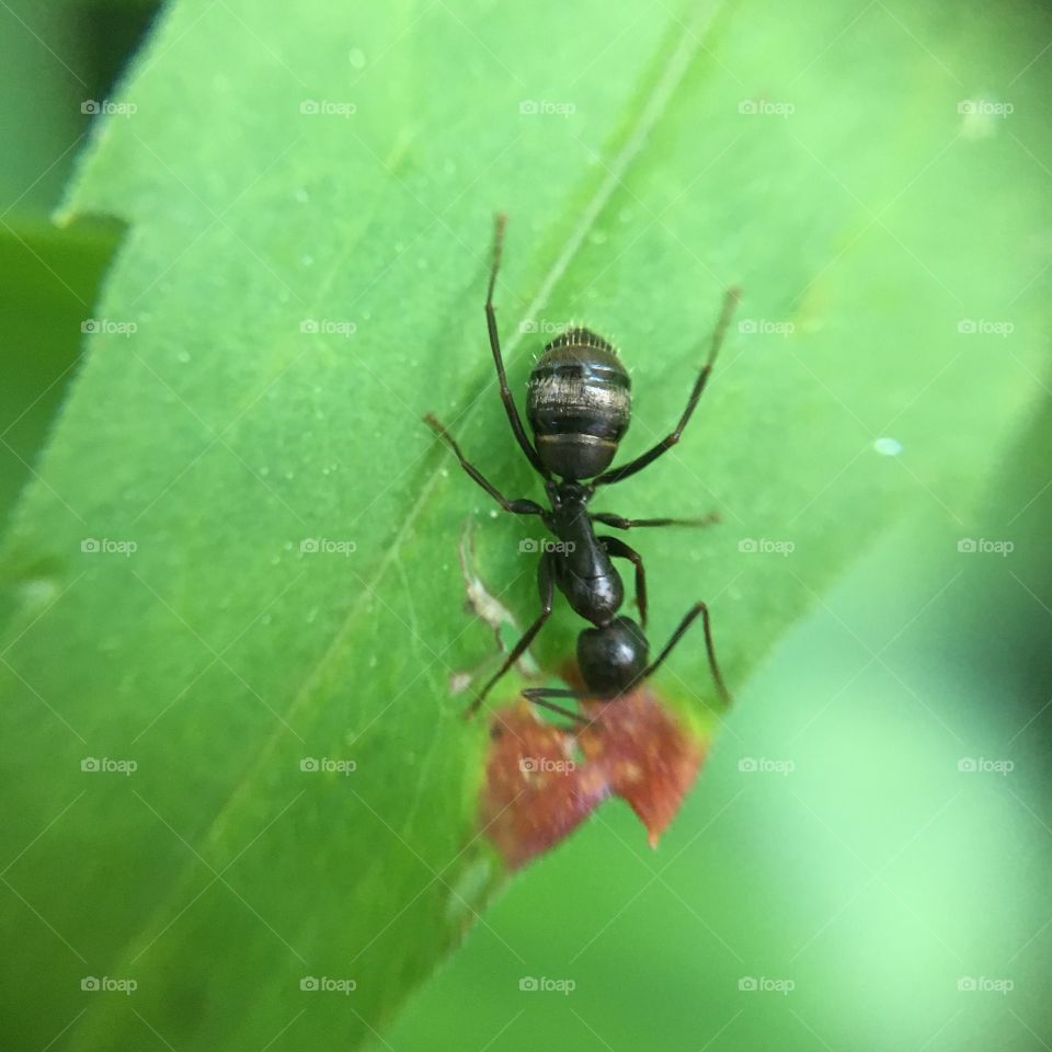 Ant on leaf