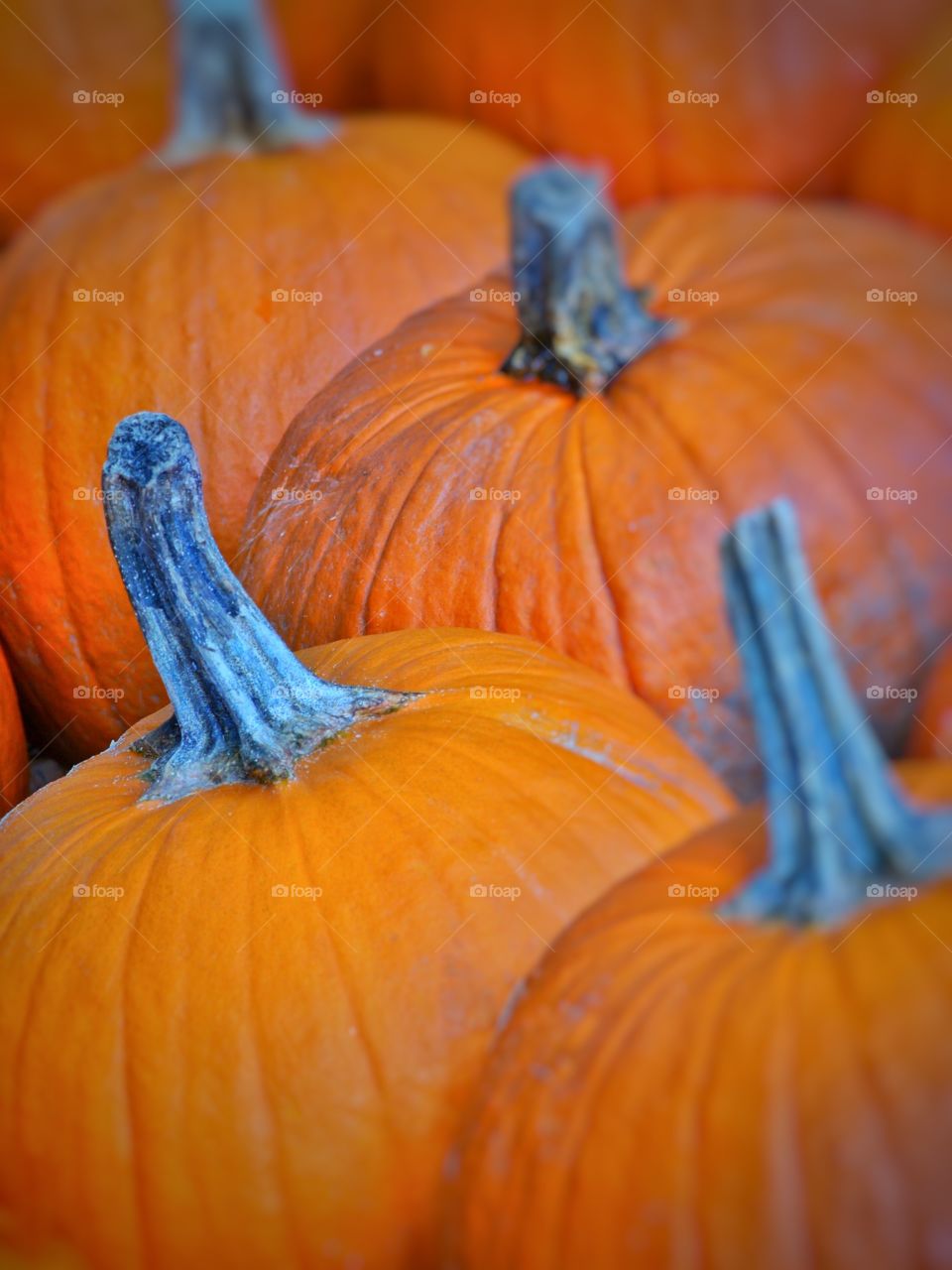 Pumpkins
