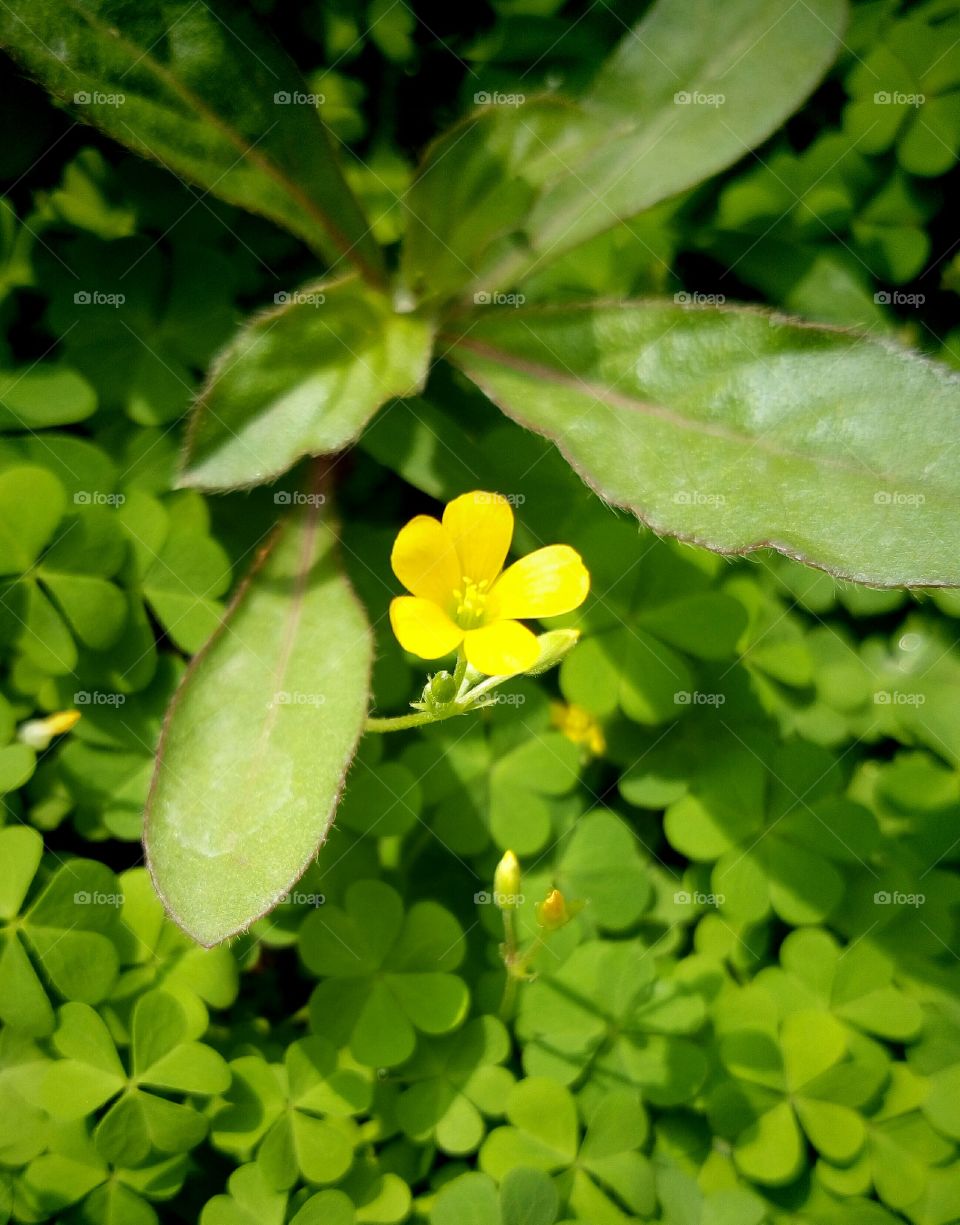 Tiny Yellow Blossom