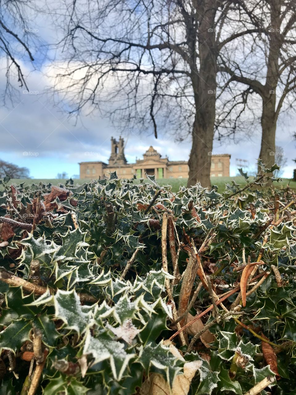 Frosty hedges at the Scottish Gallery of Modern Art, Edinburgh, Scotland