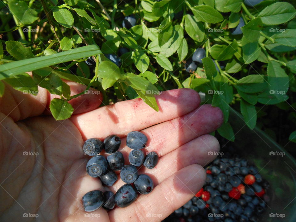 blueberries in the hands summer vitamins