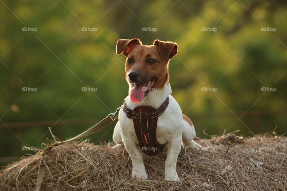 Gus the Shorty Jack Russell