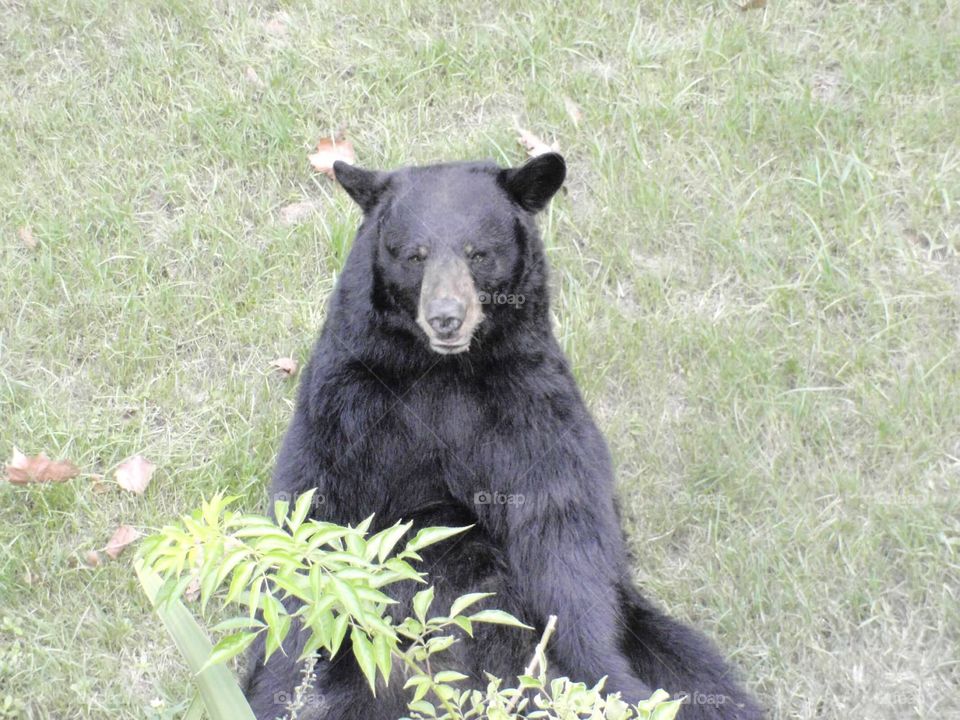Black Bear Lazily Staring Back