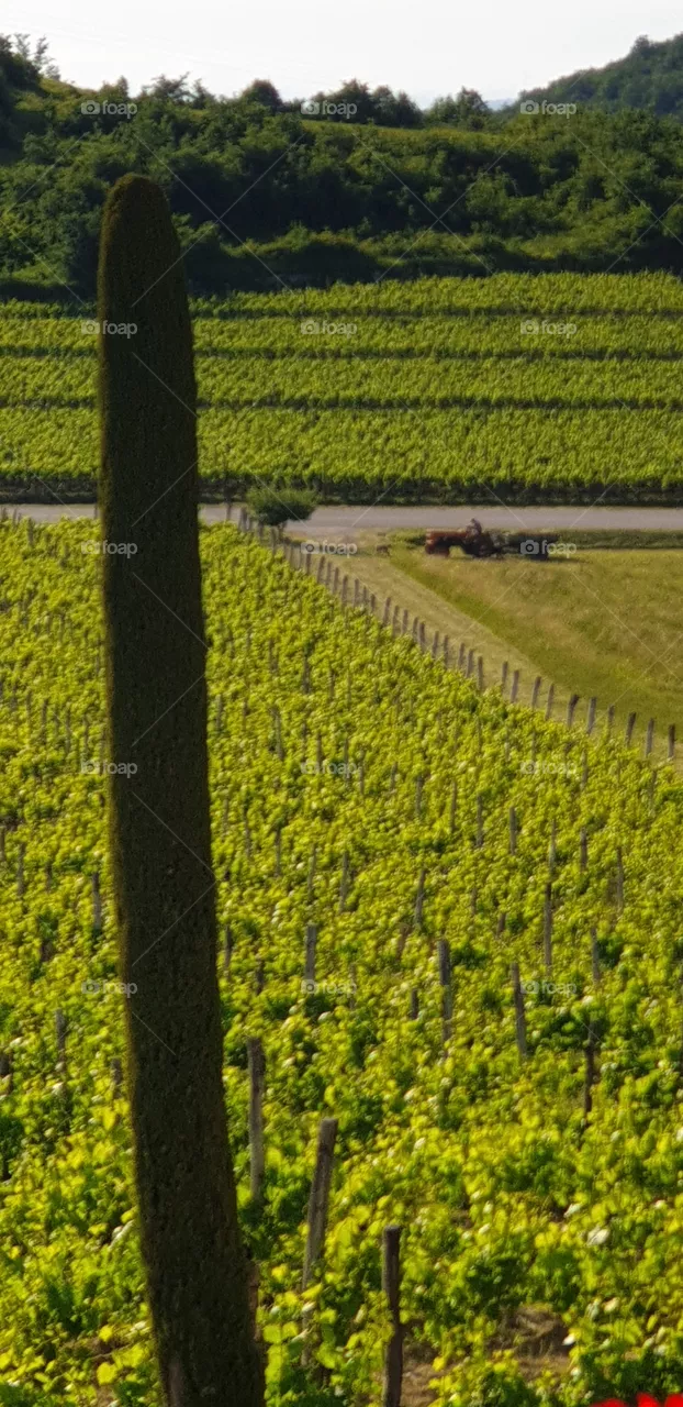 wineyard