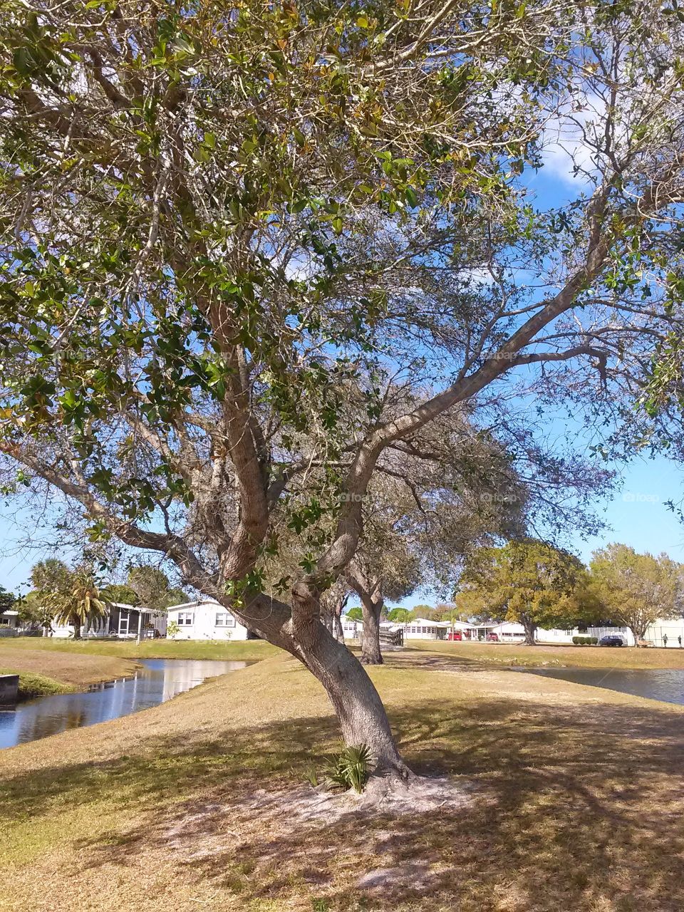 the leaning tree