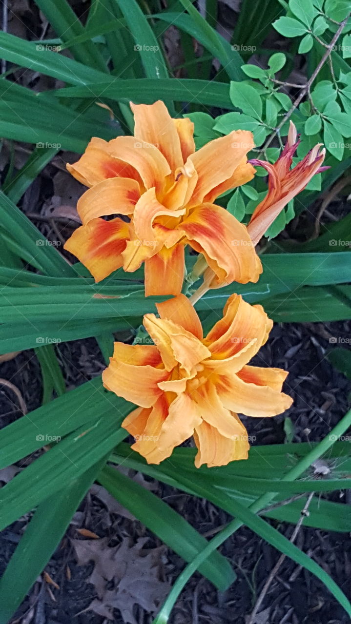 2 Double Lilies