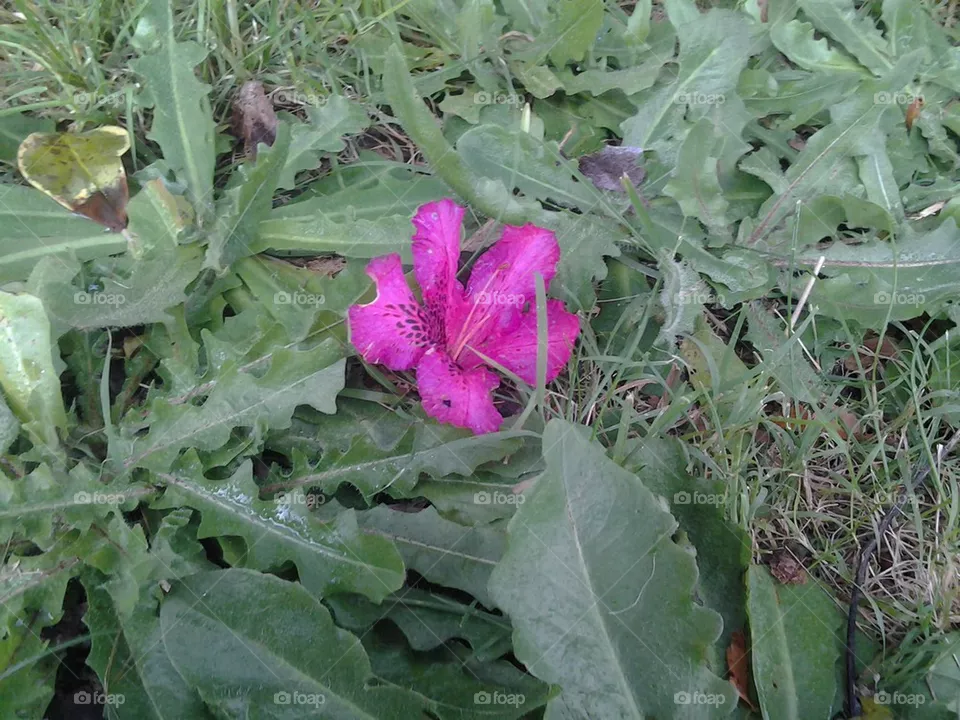 pink flower