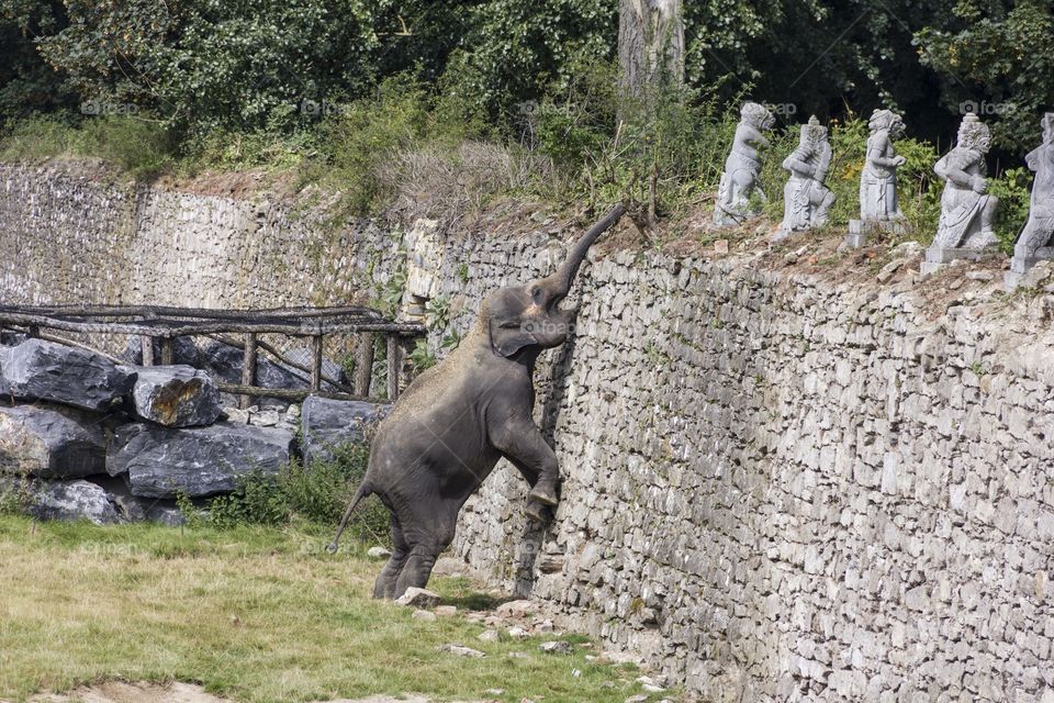 A portrait of an elephant on his back legs trying to reach for something on a legde, maybe something delicious.