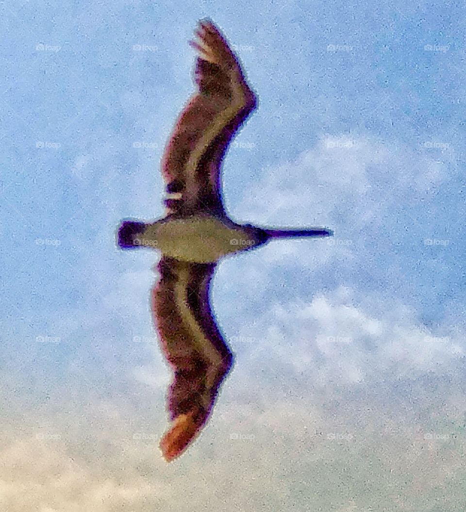 Pelican In Flight!