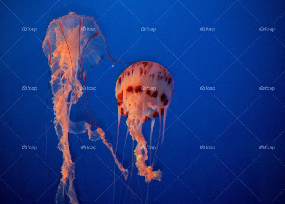 jellyfish