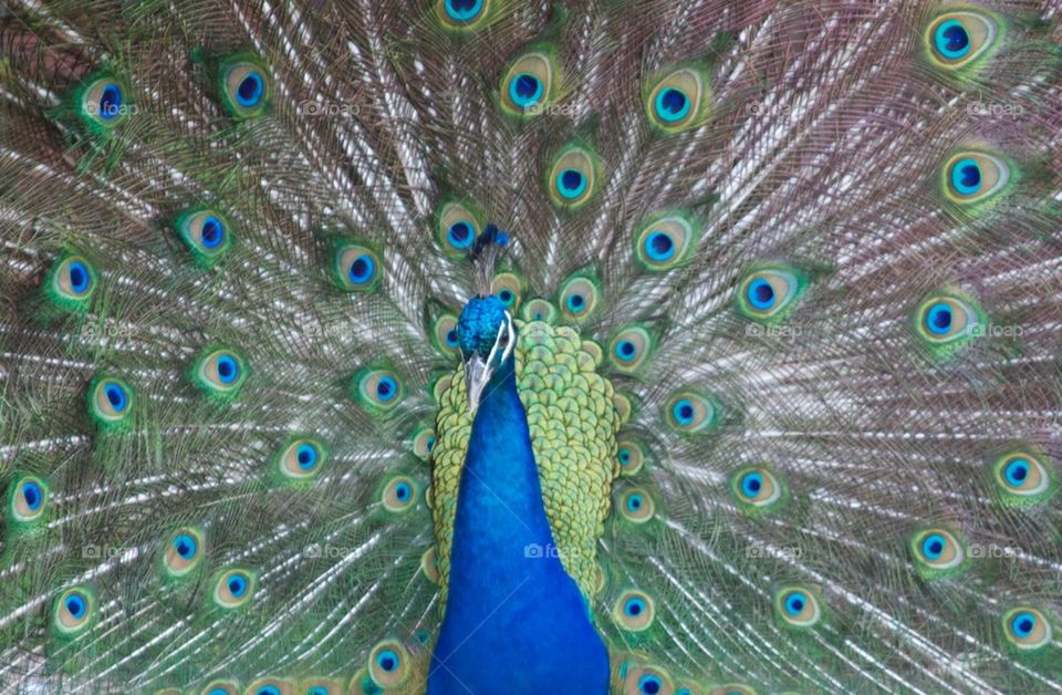 Peacock Pose