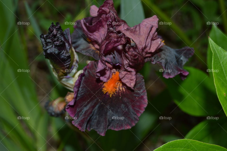 black iris