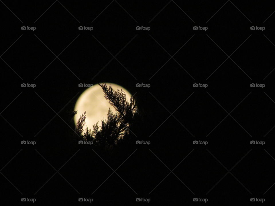 Full moon and trees