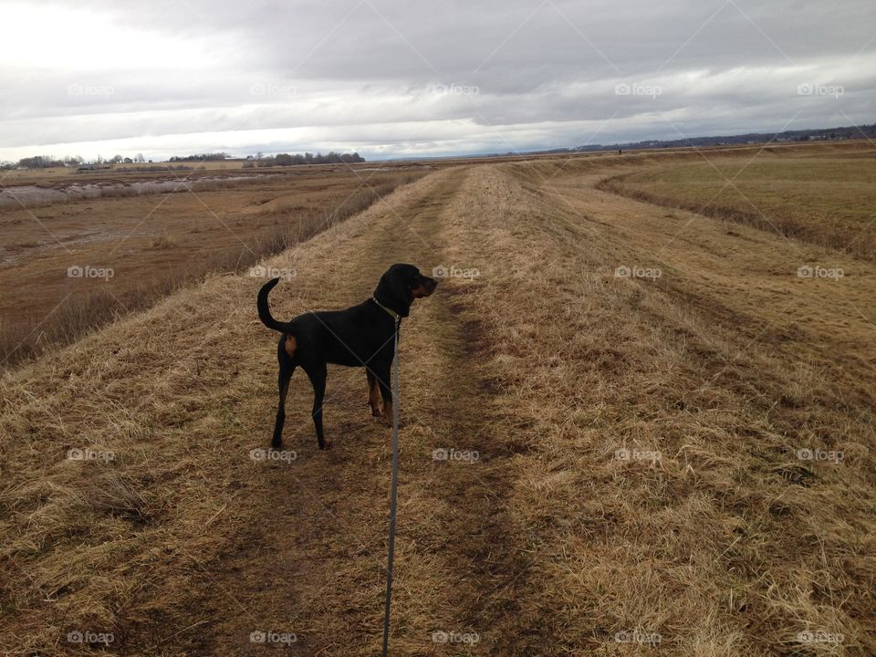 Coonhound walk on dyke land.
