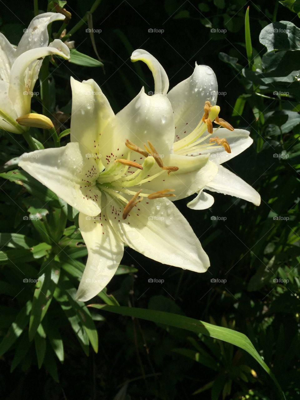 Lily lilies white 