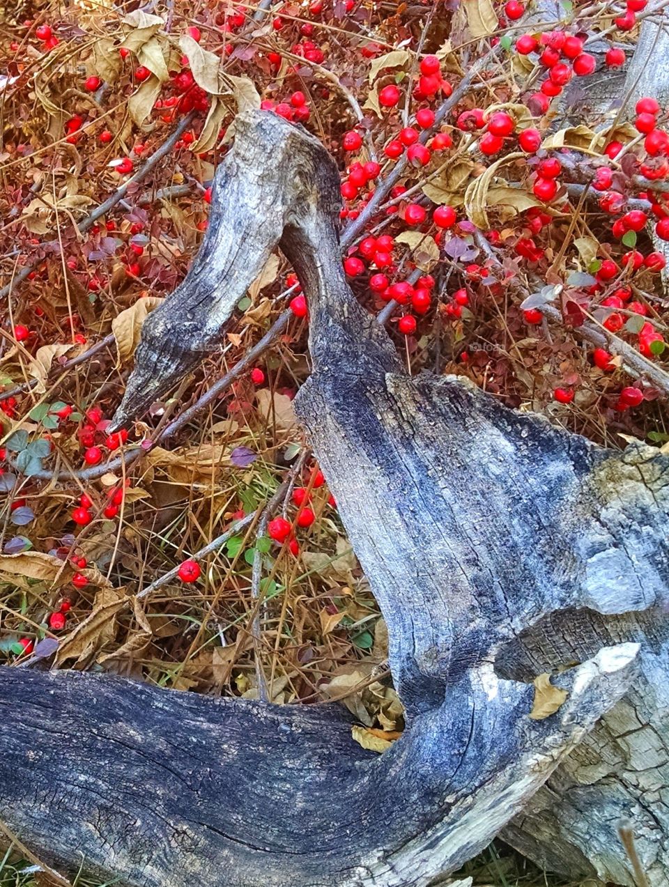 Graceful beauty of natures art