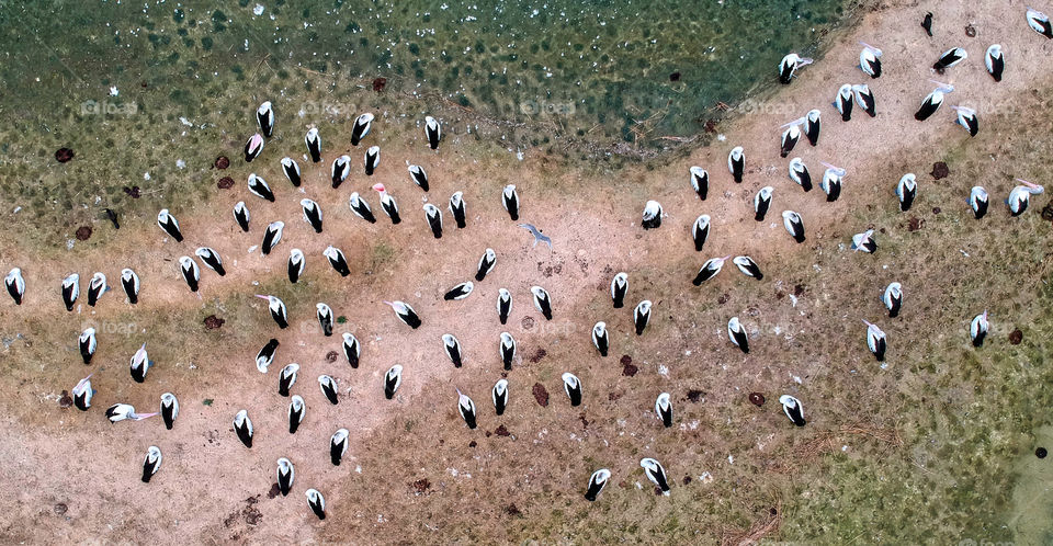 Pelicans roosting on a small beach