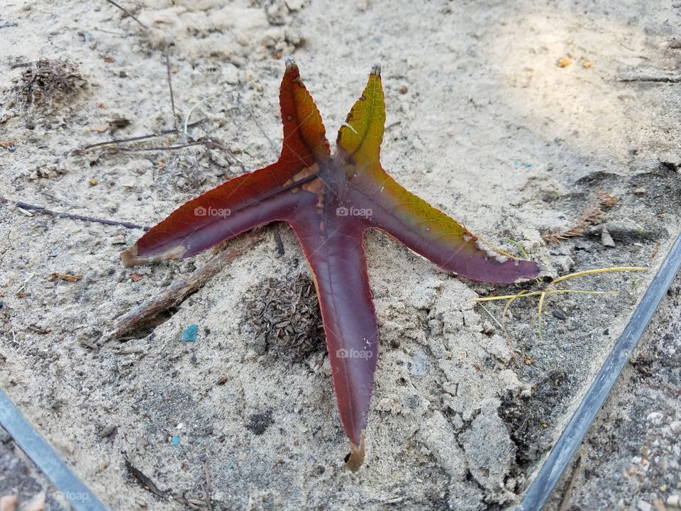 Leaf on sand